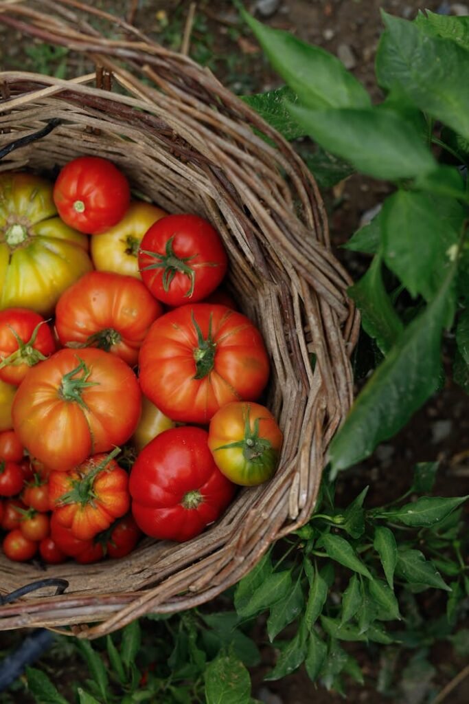 Vibrant tomatoes in a rustic basket among garden greenery, showcasing farm freshness.